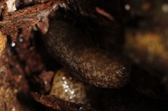 Philomycus flexuolaris