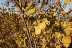 Afrocanthium gilfillanii