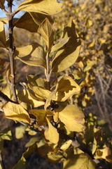 Afrocanthium gilfillanii