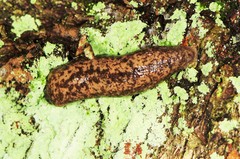 Philomycus flexuolaris