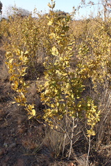 Afrocanthium gilfillanii