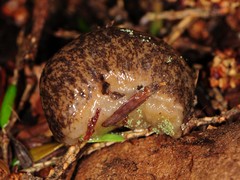 Philomycus flexuolaris