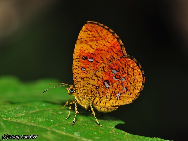 Callidula
