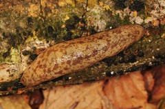 Philomycus flexuolaris