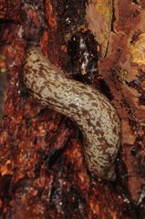 Philomycus flexuolaris