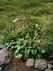 Rumex alpinus