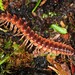 Canadian Flat-back Millipede - Photo (c) Jason M Crockwell, some rights reserved (CC BY-NC-ND), uploaded by Jason M Crockwell