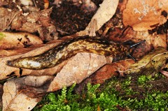 Philomycus flexuolaris