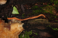 Bipalium adventitium