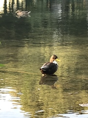 Anas platyrhynchos domesticus