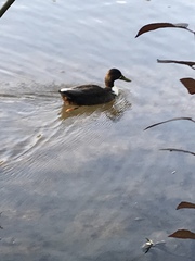 Anas platyrhynchos domesticus