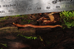 Bipalium adventitium