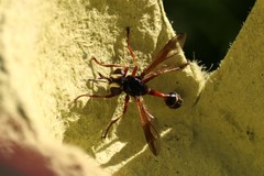 Physocephala rufipes