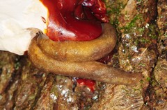 Philomycus flexuolaris