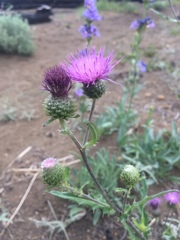 Cirsium remotifolium
