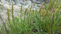 Plantago maritima juncoides
