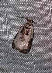 Olethreutes malana