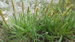 Plantago maritima juncoides