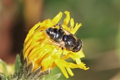 Eristalinus sepulchralis