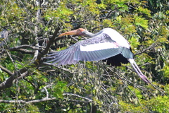 Mycteria leucocephala