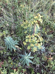 Euphorbia stepposa