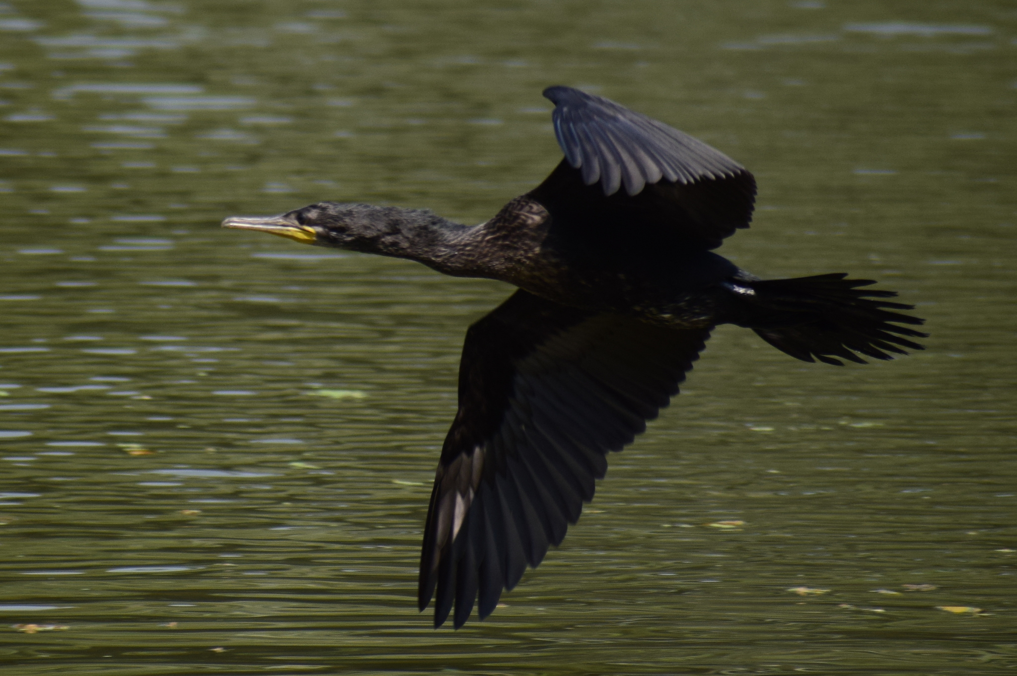 Indian Cormorant