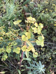 Euphorbia stepposa