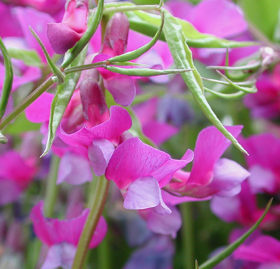 Spring Vetch (plants Of Saxony) · Inaturalist