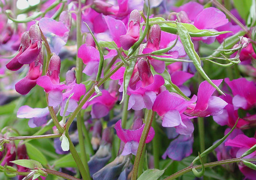 spring vetch (Plants of Saxony) · iNaturalist