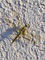 Crocothemis servilia