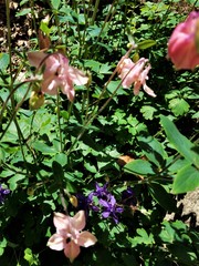 Aquilegia vulgaris vulgaris