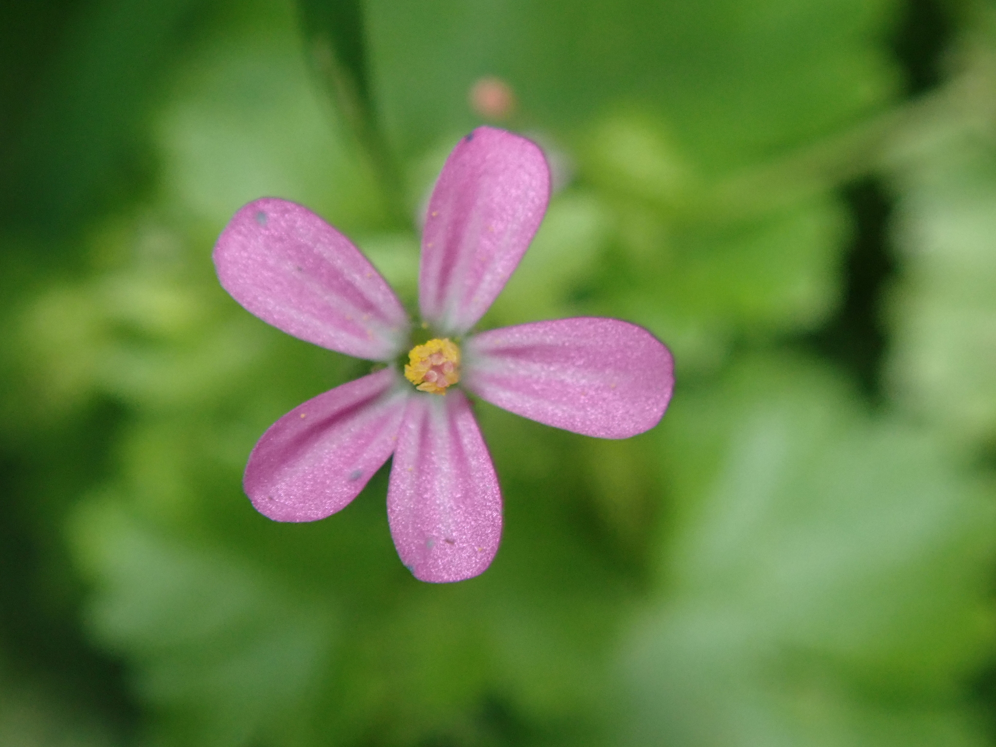 Wednesday Weed – Shining Cranesbill