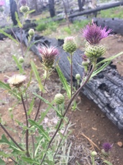 Cirsium remotifolium