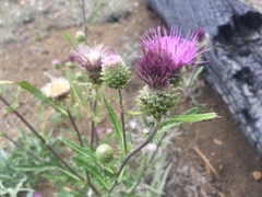 Cirsium remotifolium