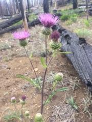 Cirsium remotifolium