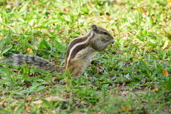 Funambulus pennantii