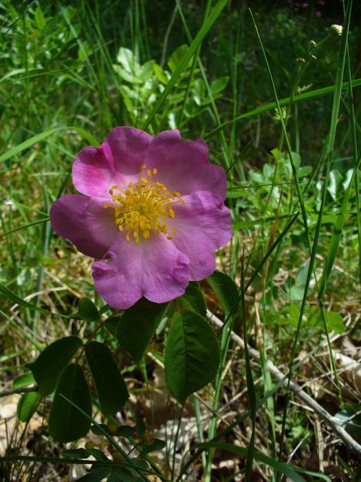Provence Rose (Plants of Saxony) · iNaturalist