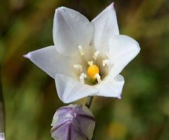 Triteleia peduncularis