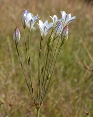 Triteleia peduncularis