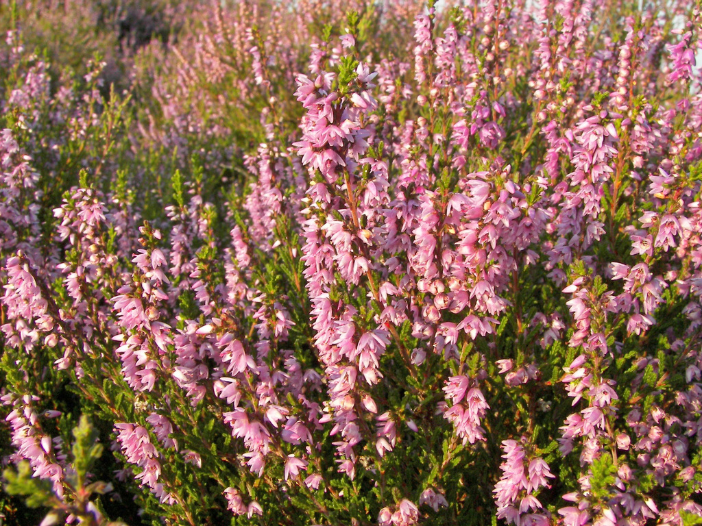 Calluna vulgaris, Ling, Erica, Heather. Floral background