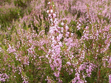 Erica vulgaris or calluna vulgaris, Common Heather, ling, heath or
