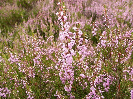 Calluna - Wikipedia