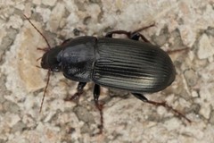 Zabrus tenebrioides
