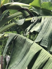 Musa