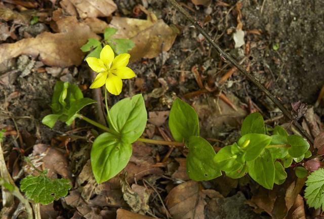 Yellow Pimpernel (Plants of Saxony) · iNaturalist