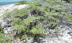 Suriana maritima
