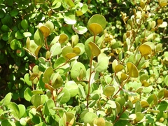 Sideroxylon americanum