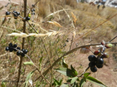 Monnina salicifolia