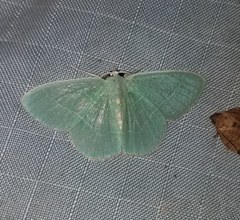 Nemoria rubrifrontaria