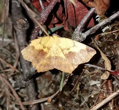 Antepione thisoaria
